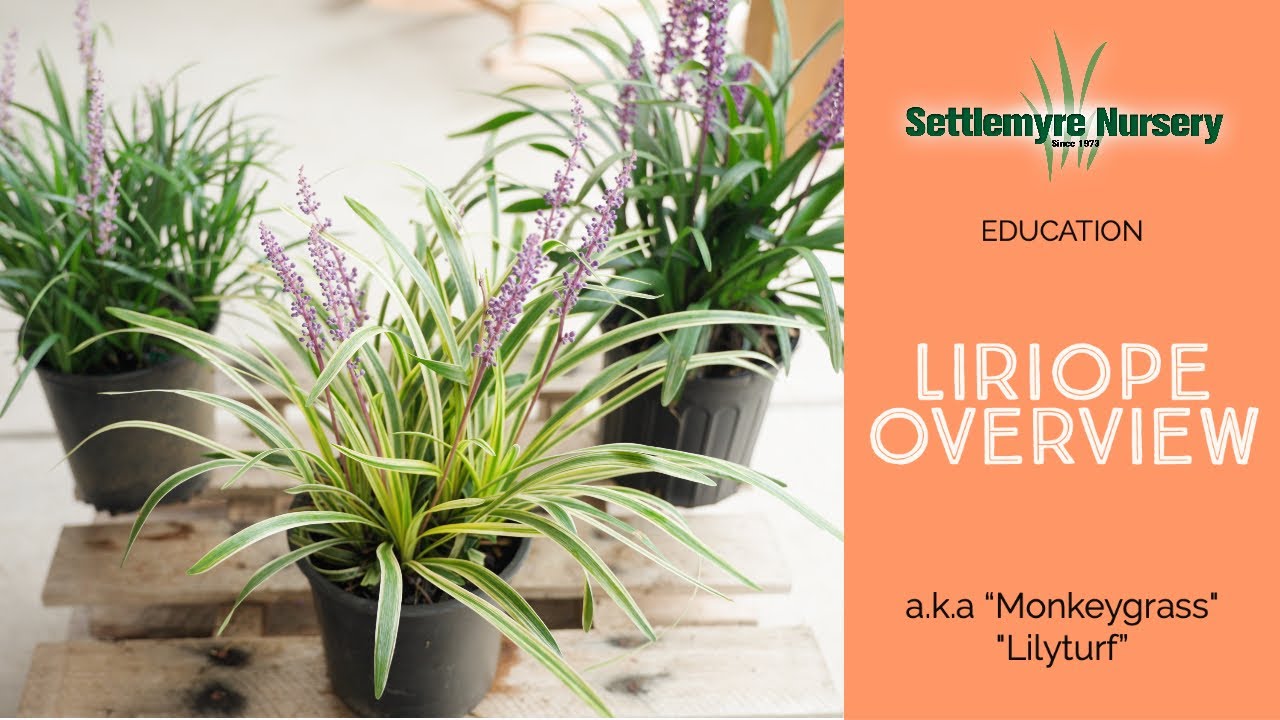 Liriope (Lily Turf, Monkeygrass): Big Blue, Variegated, and Royal Purple