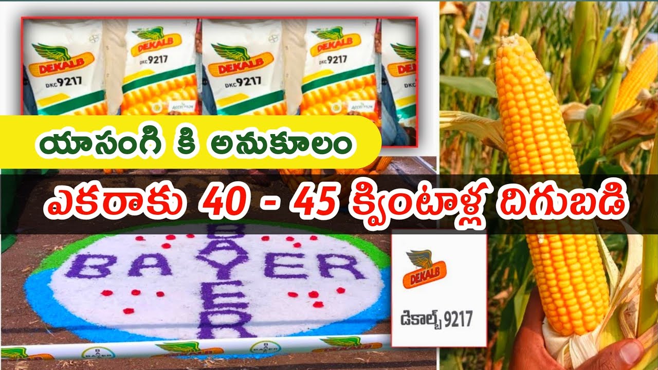 Bayer Dekalb 9217 | Dekalb Bayer Makka | Dekalb Corn | Dekalb Seed | Dekalb Maize