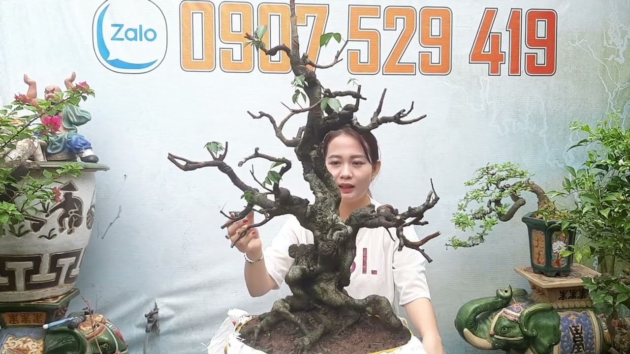 giao lưu cây Khế chua,Nguyệt quế, Lộc vừng,Khế gân già đẹp Giá hữu nghị Ngày 6/1 @LH:#0907.529.419