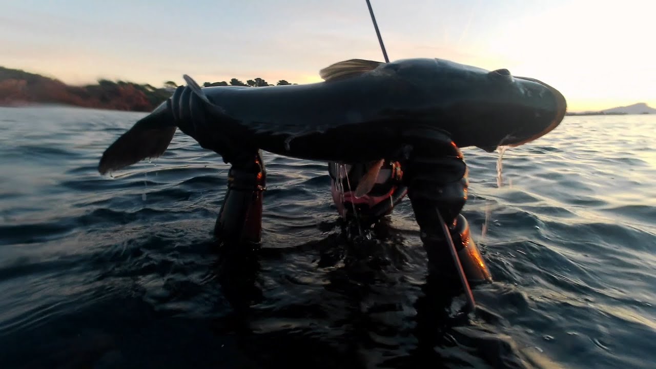 Chasse sous marine: GROS Loup 8KG Barra 3KG 😱