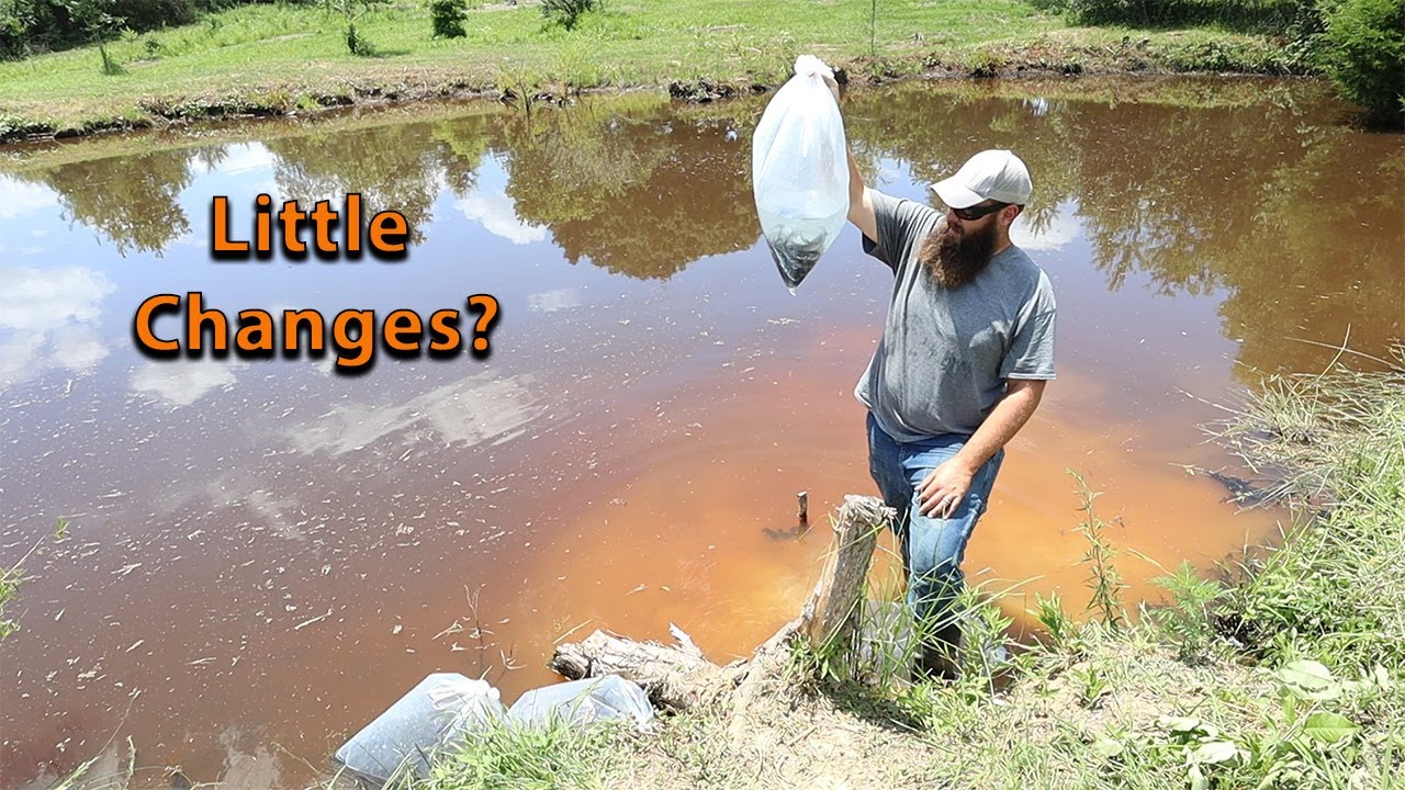 Stocking Our Bass Pond and Working To Remove Unwanted Guests