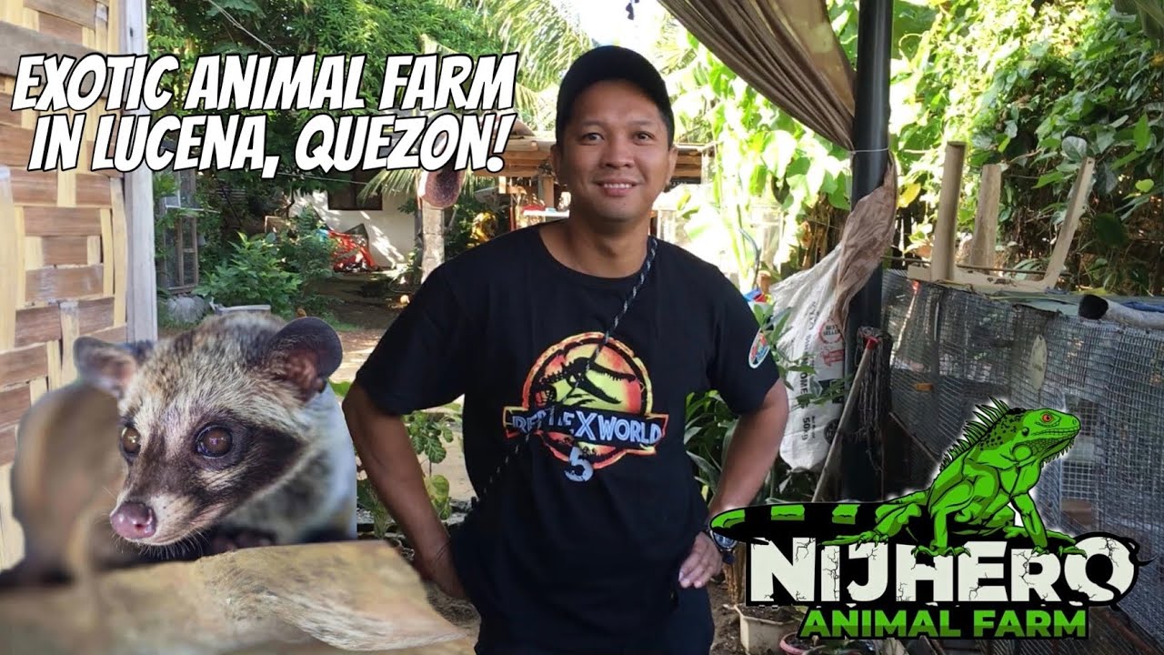 NIJHERO Animal Farm | Civet Cats & Other Exotic Pet Farm in Lucena, Quezon