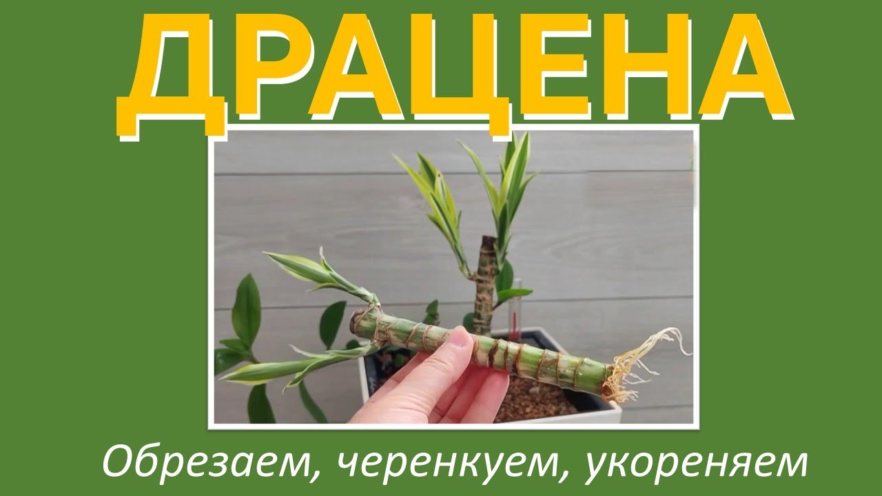 ДРАЦЕНА: обрезка, укоренение, посадка черенков на фитильный полив
