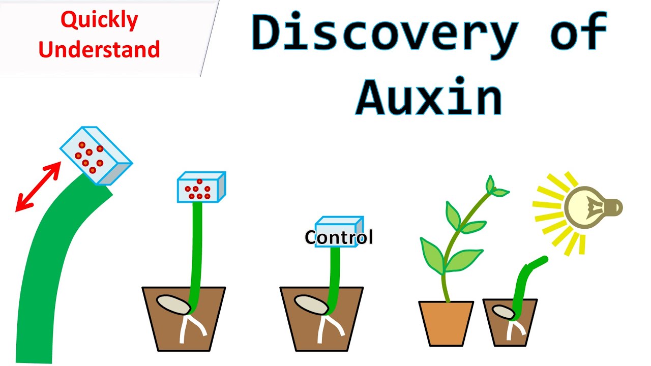 Discovery of Auxin