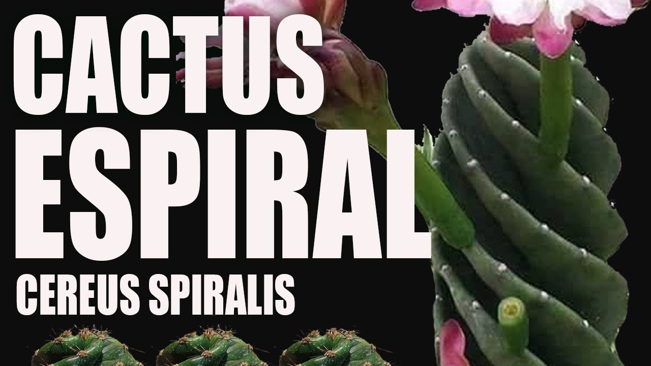 EL CACTUS ESPIRAL - El jardin de Monii
