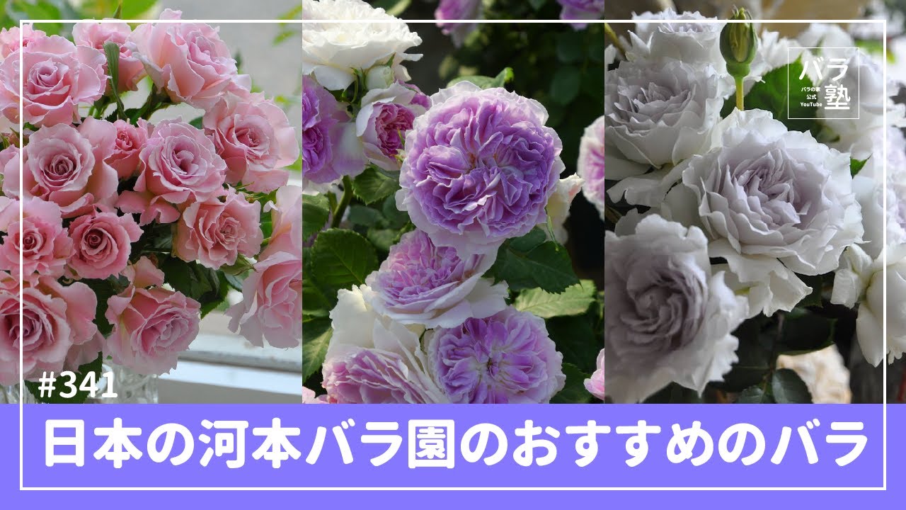 #341 日本の河本バラ園のおすすめのバラ