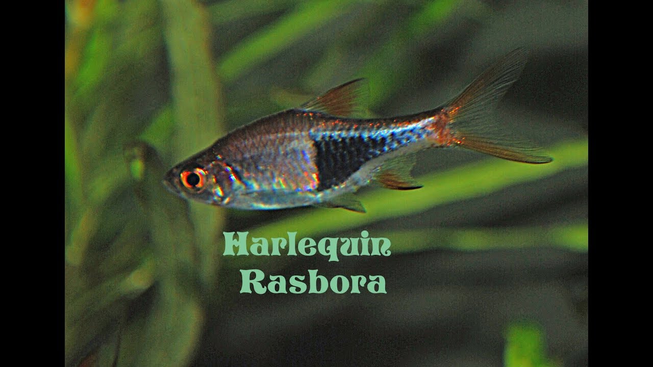 Harlequin rasbora ( Trigonostigma heteromorpha ) Species Profile