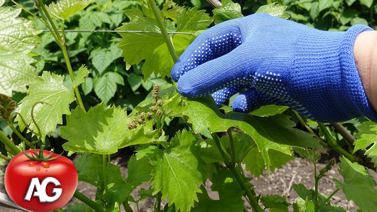 I ALWAYS DO IT WITH GRAPES BEFORE FLOWERING  BUNCHES WILL BE HUGE