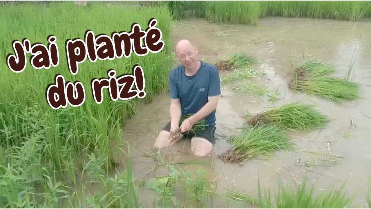 Comment on plante le riz en Asie du Sud-Est: J'ai testé pour vous !