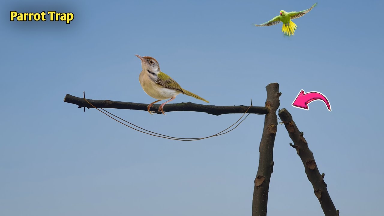 Best Bird Trap | Easy Parrot Catching Technique 🦜