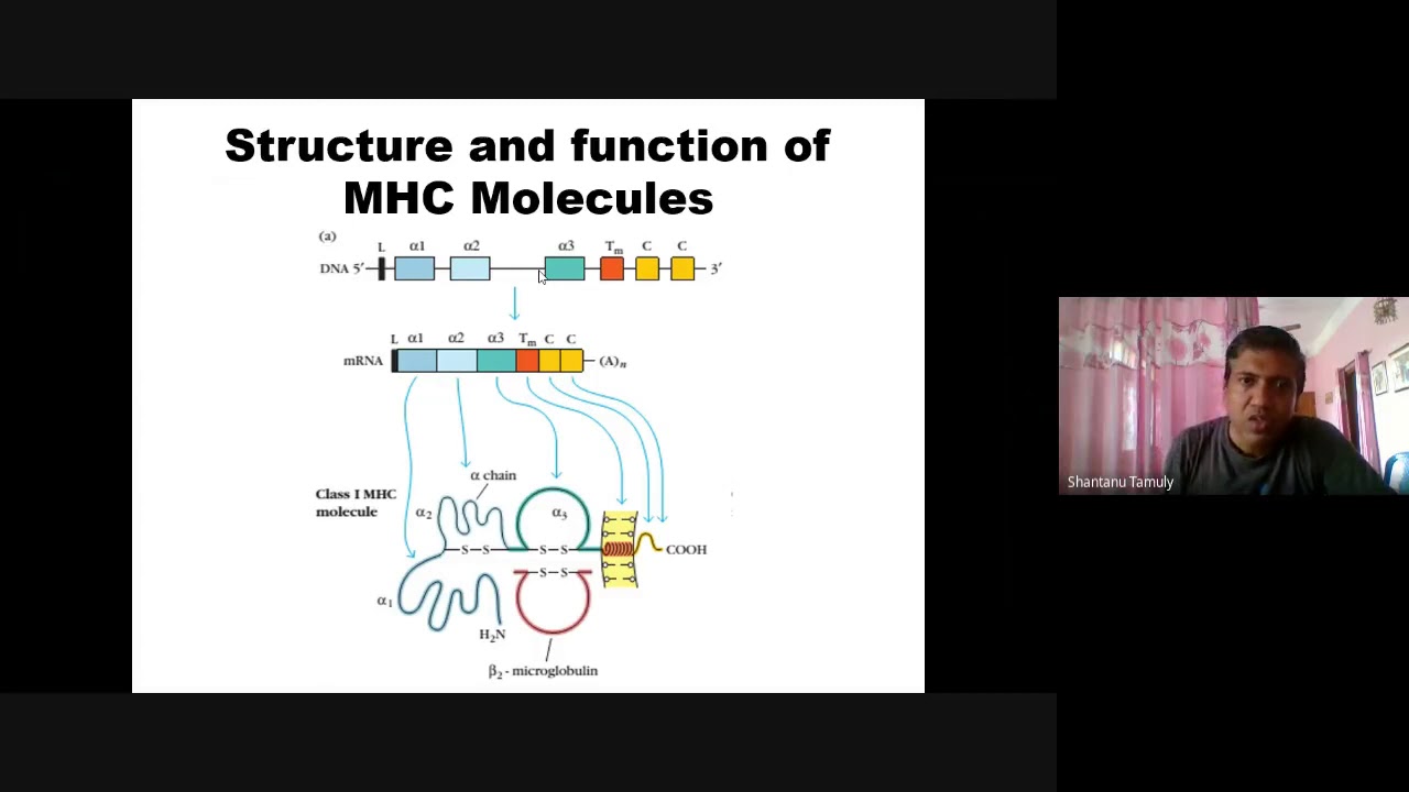 Typing of MHC