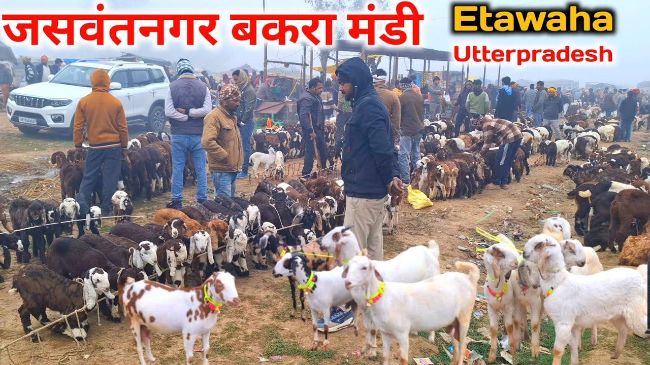 बुधवार जसवंतनगर बकरा मंडी |04 Feb 26 |Jaswantnagar Bakra mandi Etawah UP live Update 