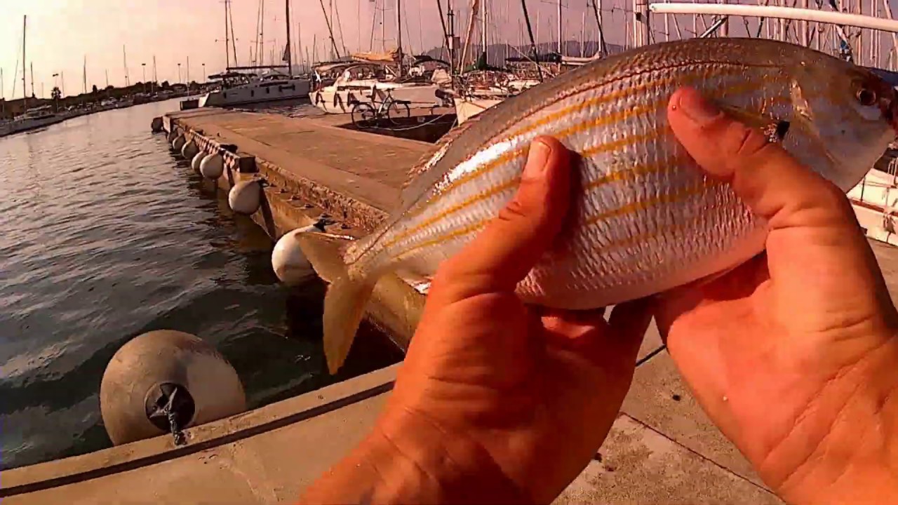 Pêche dans le port au PAIN en été ... tellement efficace