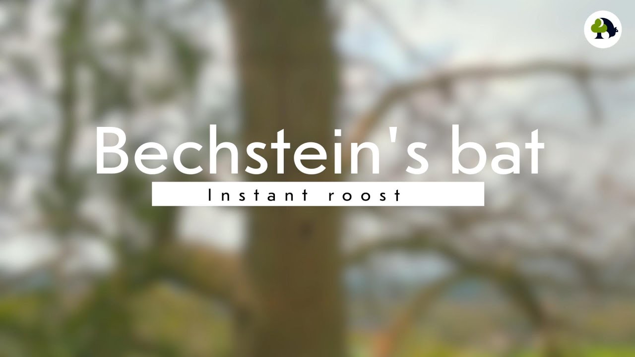 Bechstein's roost - instant