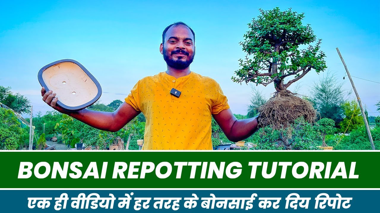 बोन्साई रिपोट करने का सही तरीका 🤩 भूल कर भी न करे ये गलतियां 😯 Know How to Repot Bonsai Trees 😮