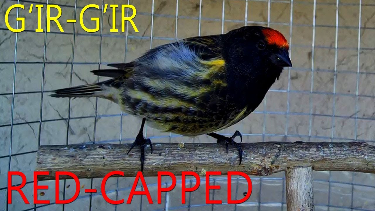 Gulsir Singing (Seriniis pusillus) Пение Птицы (Yurok Qushi Red-capped signing) G'ir-G'ir