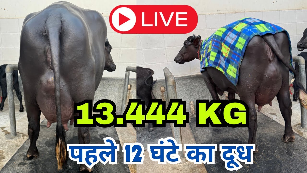 Live 1st Milking || Most Beautiful Buffalo || @ ख़ास मुर्राह गाँव सिंगवा ख़ास