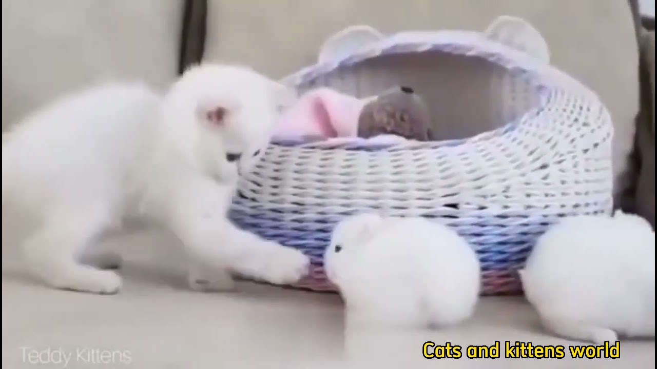 Lovely white kitten playing with bunnies🥰🐈#youtube #kittensofinstagram #catlovers #cats #imutimut