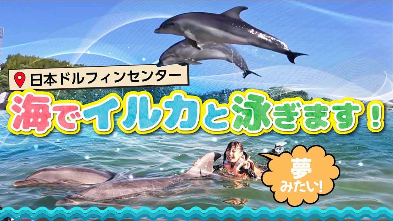 【イルカと泳ぐ🐬】え！？こんな夢みたいな体験がこんな気軽にできるの！？最高♪日本ドルフィンセンター✨