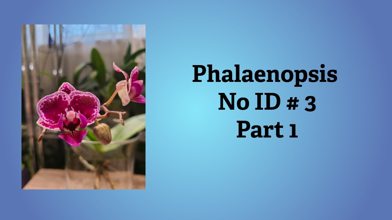 Phalaenopsis No ID # 3