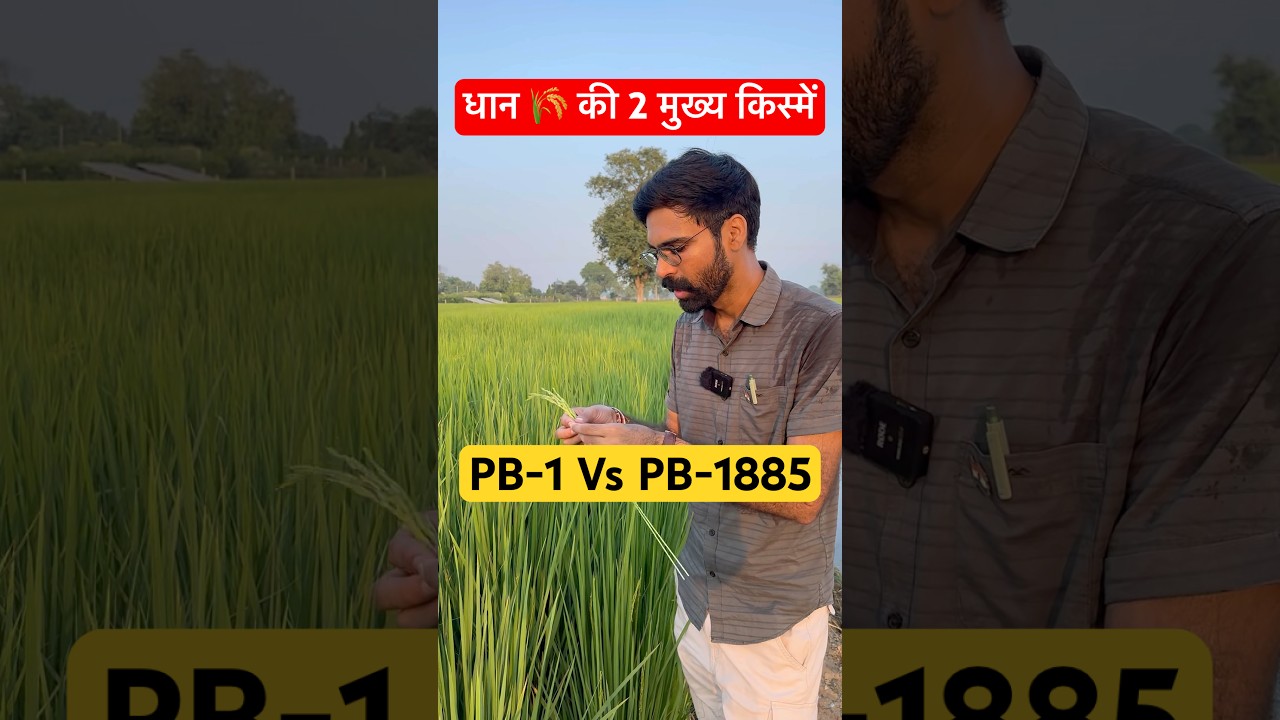PB 1 vs PB 1885 | Practical Field Comparison | Which Variety Performs Better?