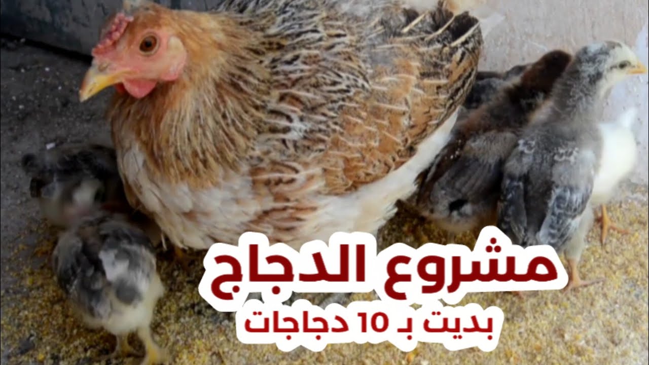 الدجاج وقف البيض إليك الحل و استقبال الكتكوت في المنزل بأبسط الطرق 
