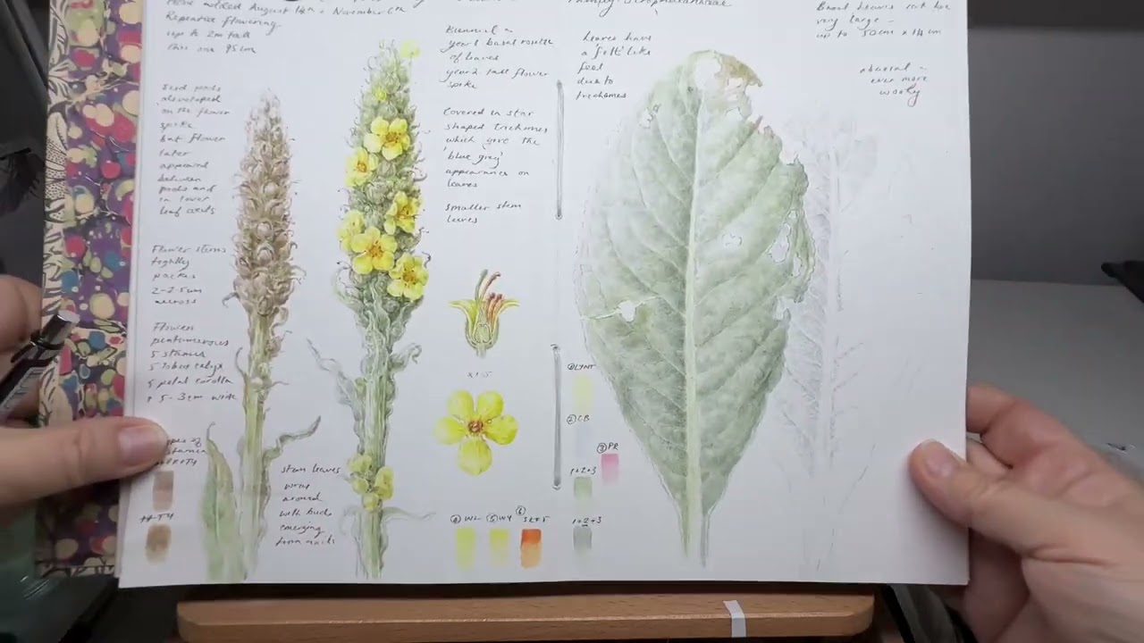 Новая страница альбома эскизов, Verbascum и знакомство с техникой лессировки