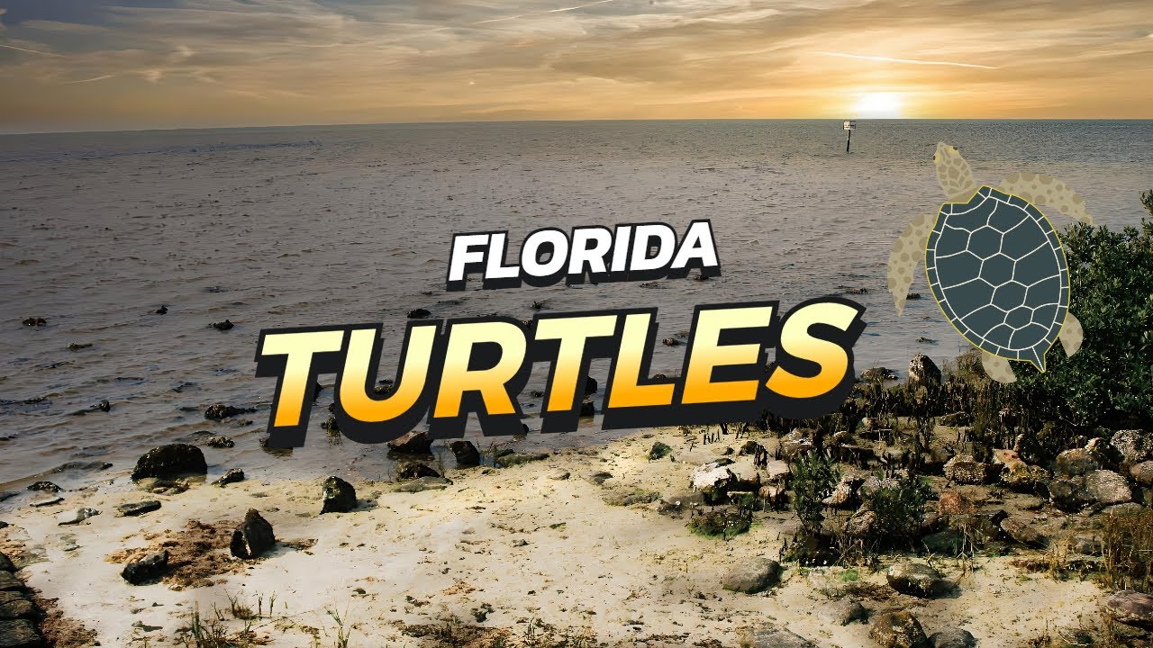 Florida Turtles