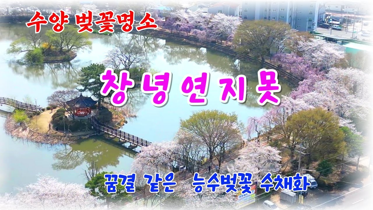 🌸🌸수양벚꽃명소/ 창녕연지못/4월 가봐야할곳/능수벚꽃 여행지/Changnyeong Yeonjimot, where the cherry blossoms are beautiful😍😂👌