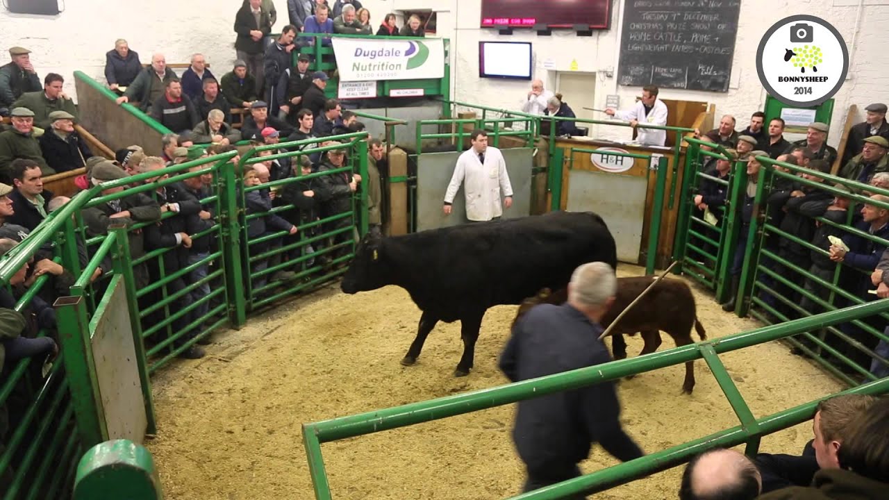 Kirkby Stephen Mart  Cattle with calves at foot