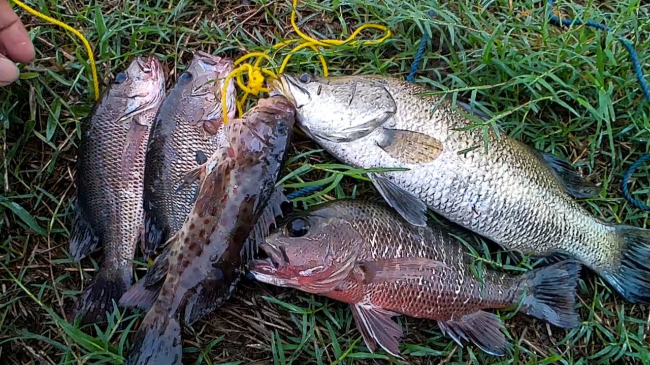 Ukuran ikan di muara susah di mengerti,masih bisa dapat sebelum hujan menyerang