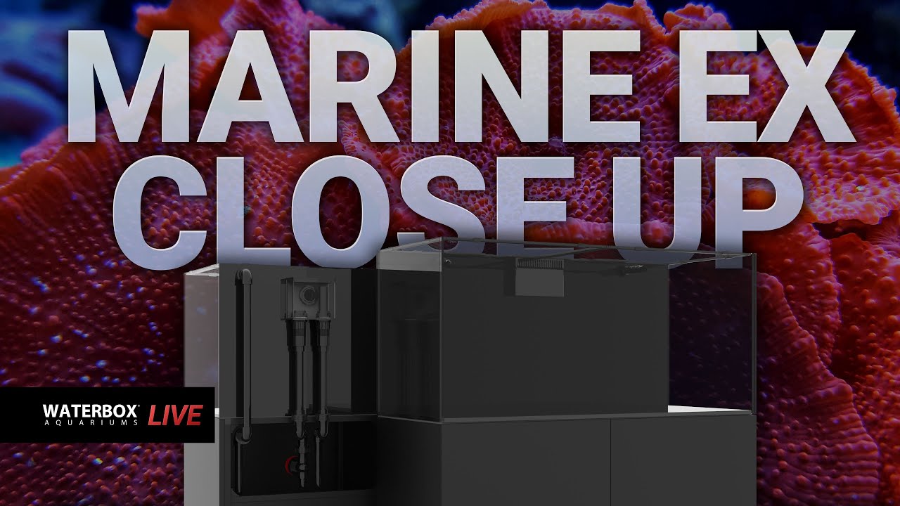 LIVE: Deep Dive into the MARINE EX Aquarium System!