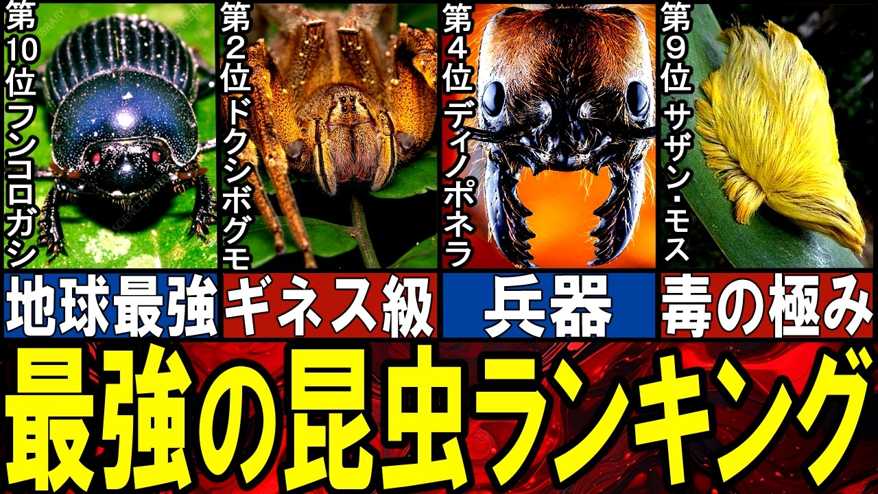 【閲覧注意】最強の昆虫 TOP10【ゆっくり解説】【総集編】