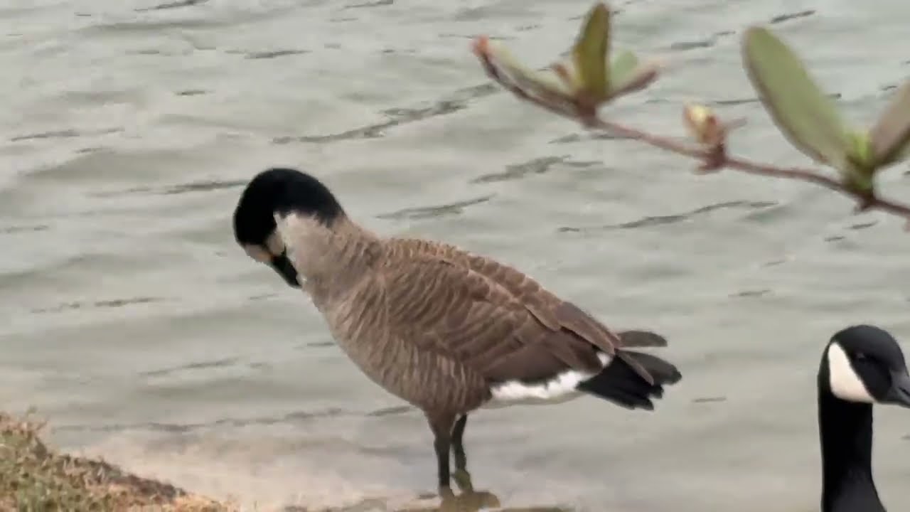 Birds on the Pond, 3 Minutes of Calming and Beautiful Nature