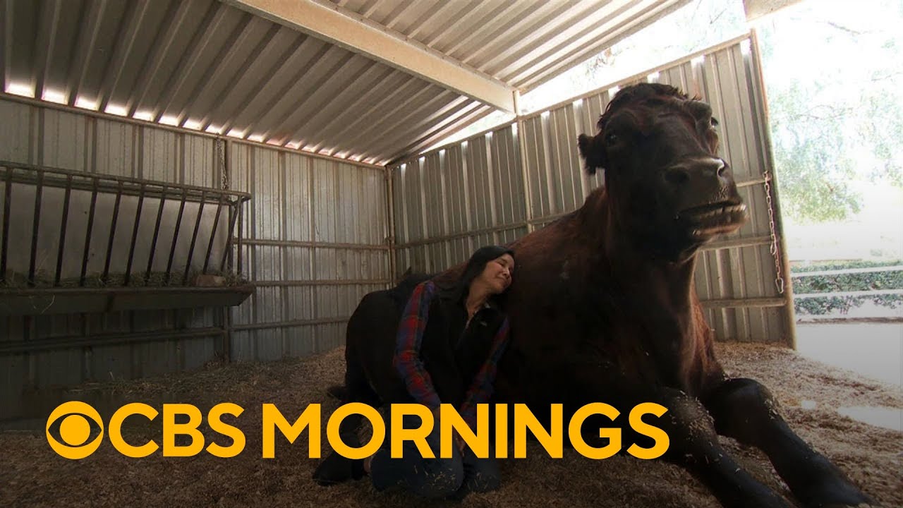 The Gentle Barn: Where animal rescue meets human therapy