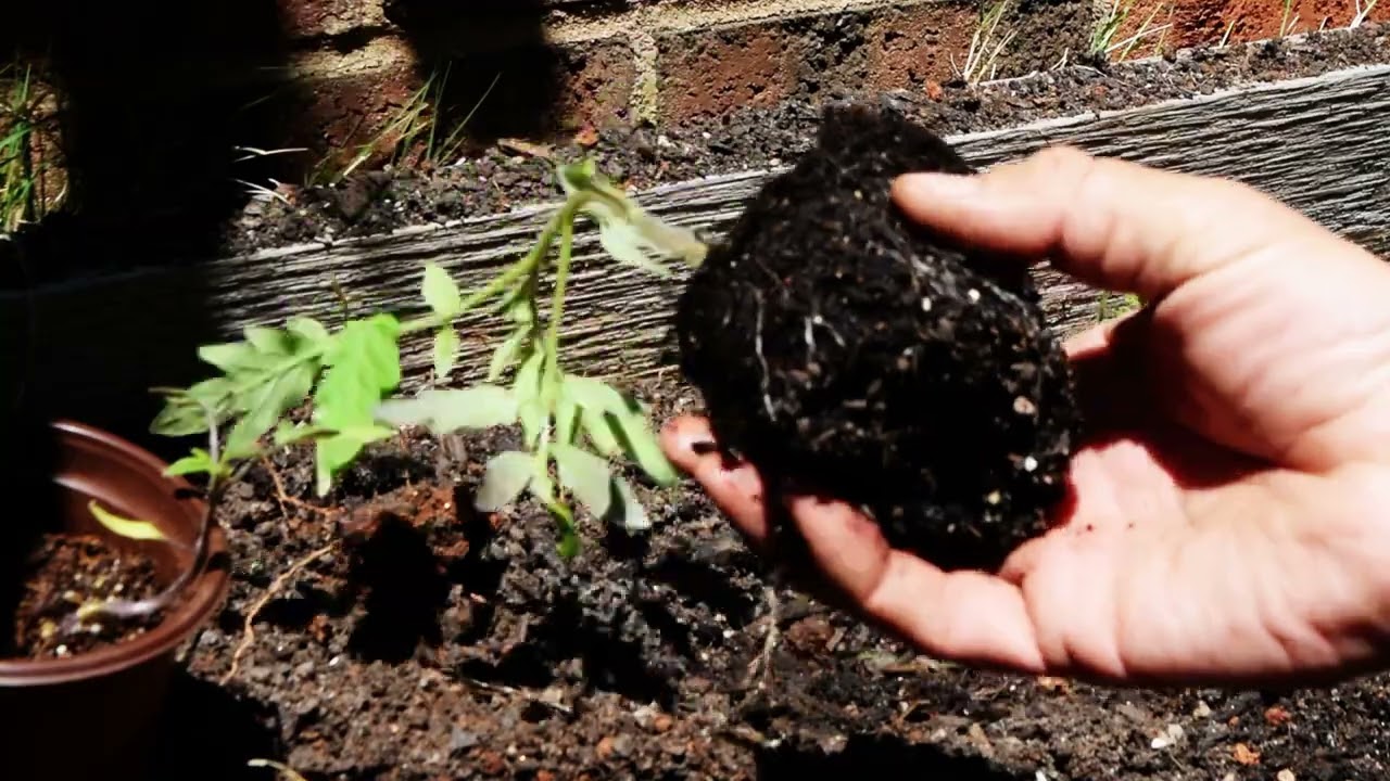 Companion Planting  Grow More In Less Space