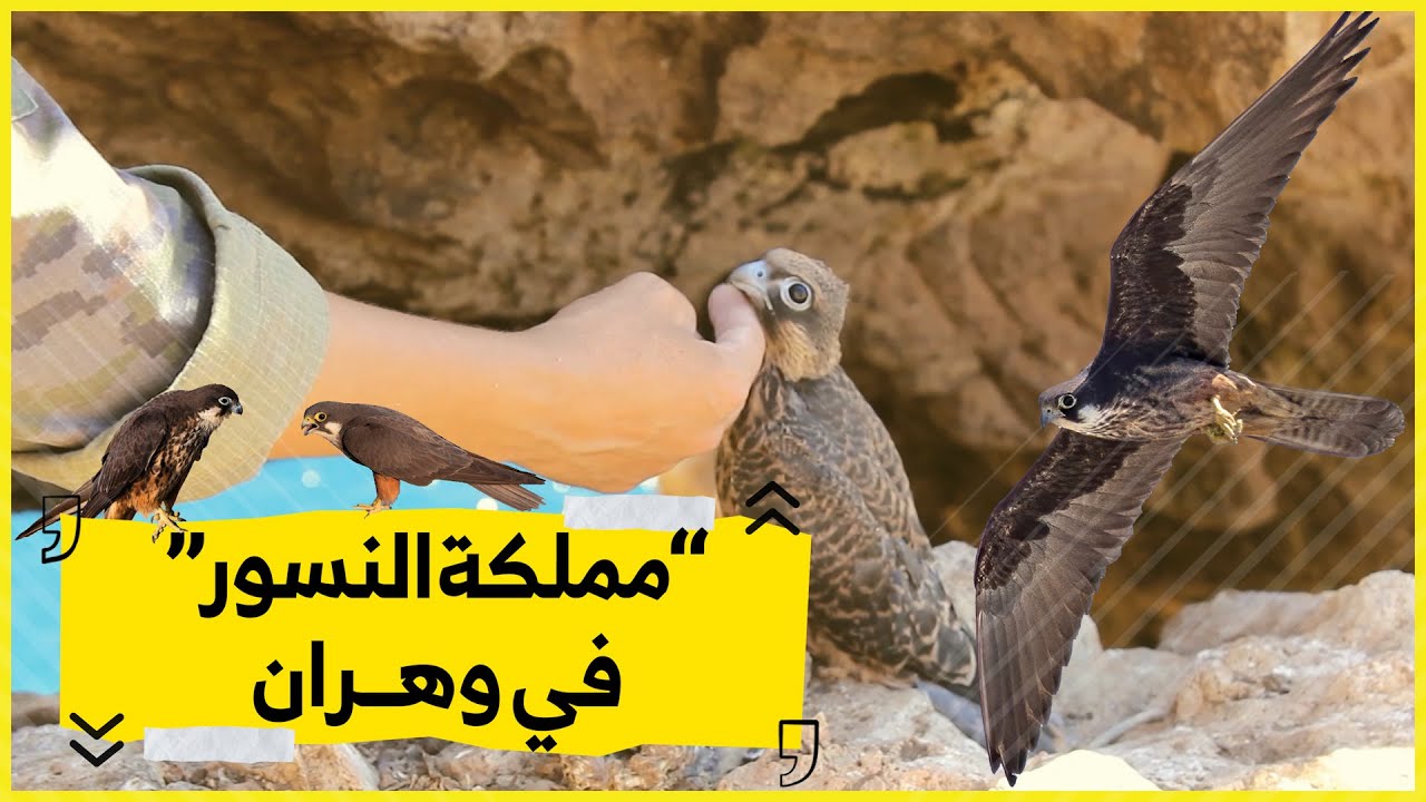 جزيرة في سواحل وهران تعيش على سطحها طيور الصقر فقط.. تعرفوا على قصتها