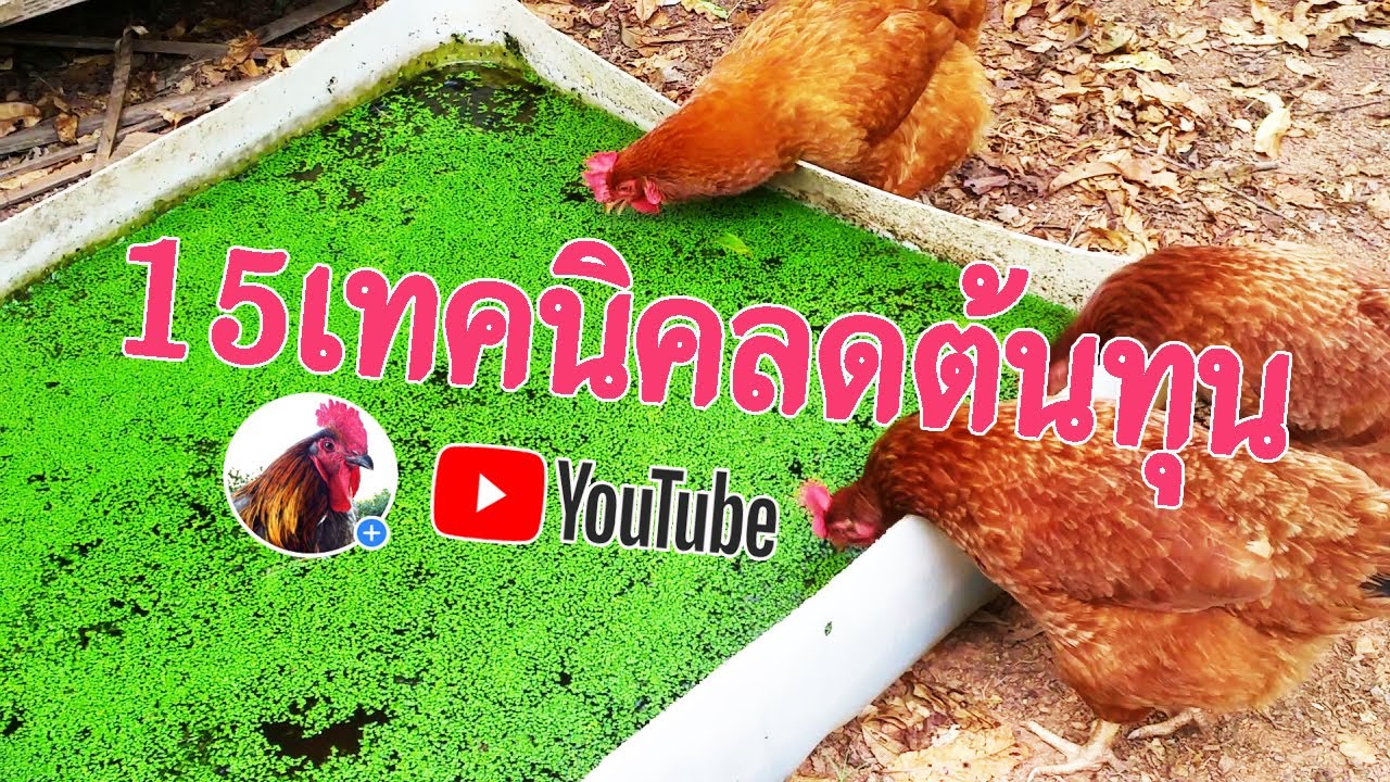 สูตรการลดต้นทุน15ข้อ (ไก่ไข่)