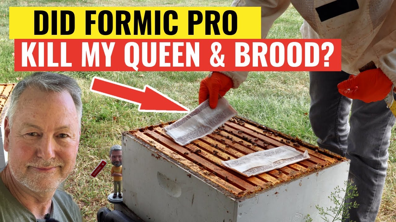 Beekeeping | Did Formic Pro Kill My Queen & Brood?