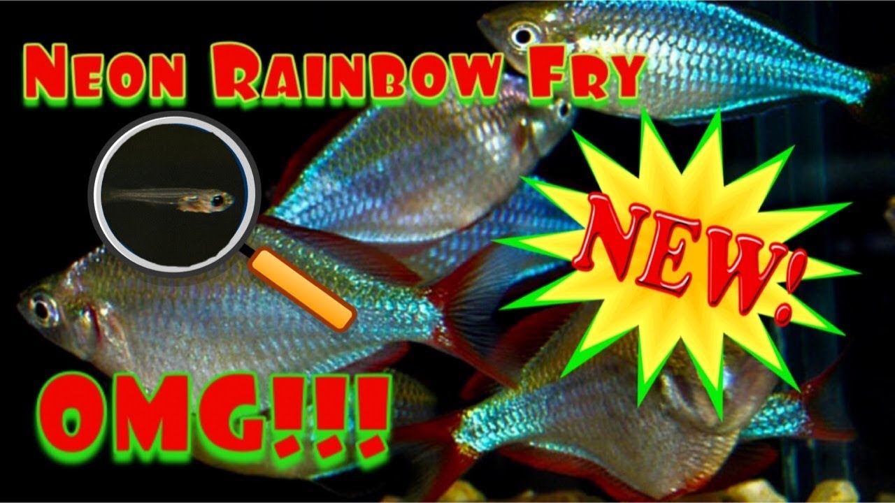 Dwarf Neon Rainbow Fish Fry. Praecox Ranbowfish.