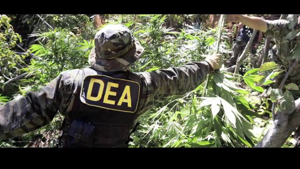 Cannabis  12 000 Years of Good Medicine