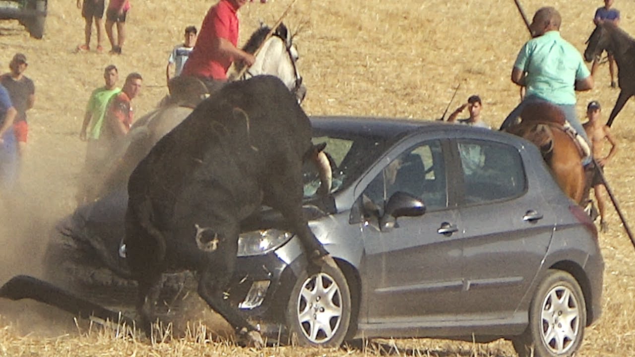 SE SUBE AL COCHE!!! // SEGUNDO ENCIERRO por el CAMPO en LORANCA DE TAJU&Ntilde;A 2022