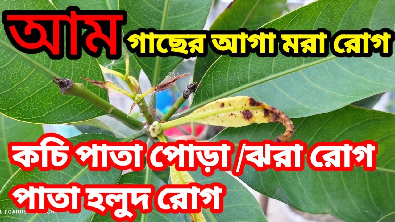 আম গাছের আগা মরা রোগ | কচি পাতা পোড়া রোগ | calcium deficiency  | বালাই ব্যাবস্থা