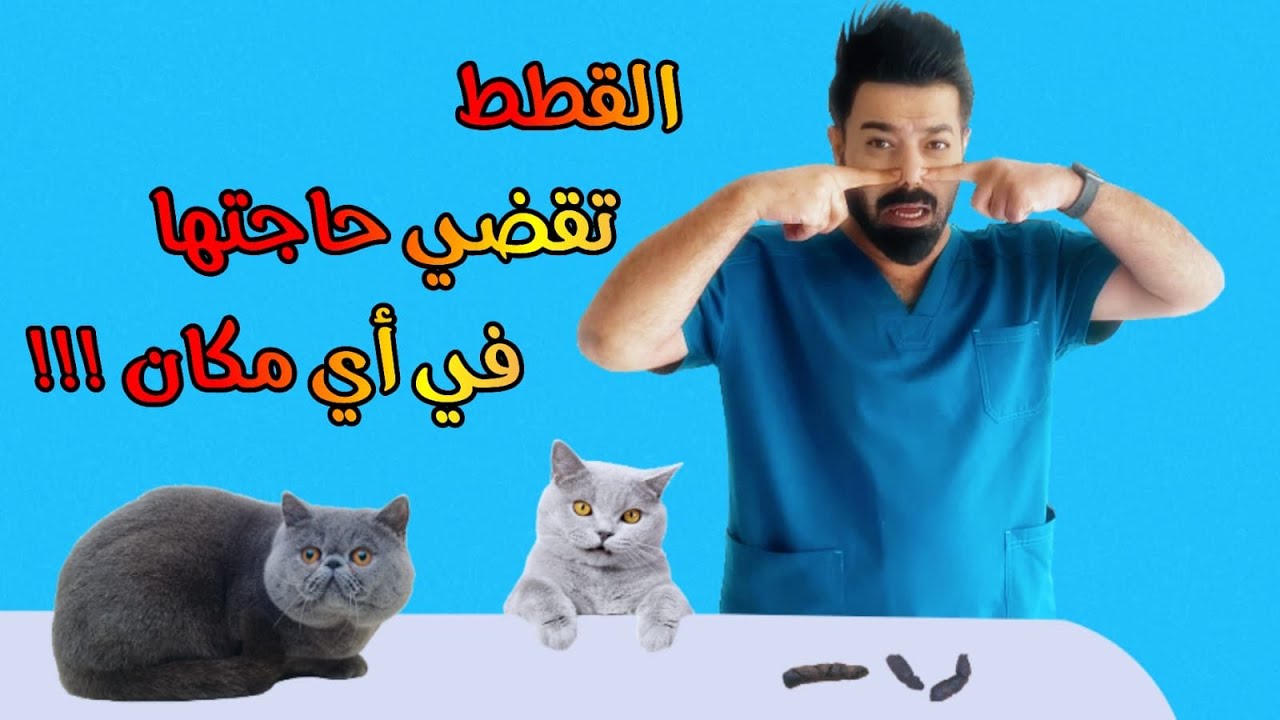 حل مشاكل القطط قضاء حاجتها في كل مكان خارج صندوق الفضلات ـ اللتيربوكس