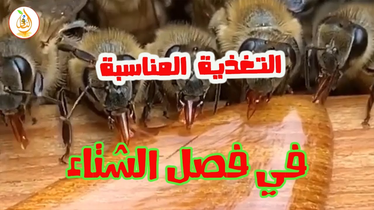 خطأ واحد قد يدمّر خليتك في الشتاء… وهذه هي التغذية الصحيحة
