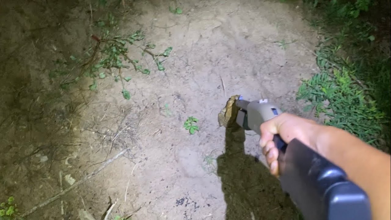 Cane toad hunting in Puerto Rico!