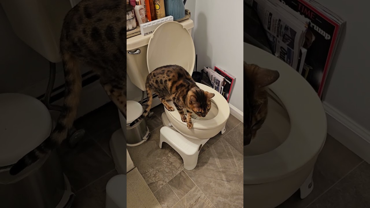 Wacky Cat 11/24/24