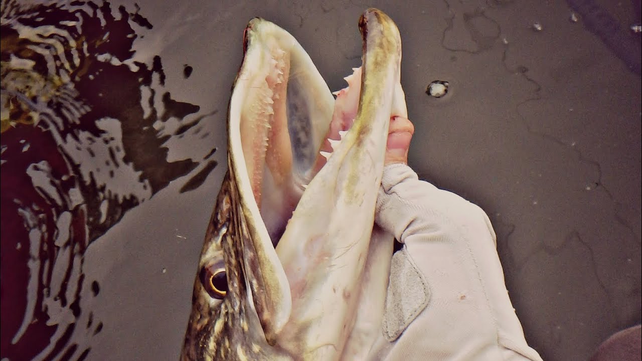 fly fishing BAJO DE LINEA PARA LUCIO --- LEADER FOR PIKE