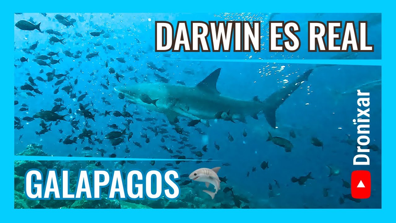 Bucear en Darwin: la mayor concentración de tiburones del planeta 4k - Galapagos, Calipso - Parte 3