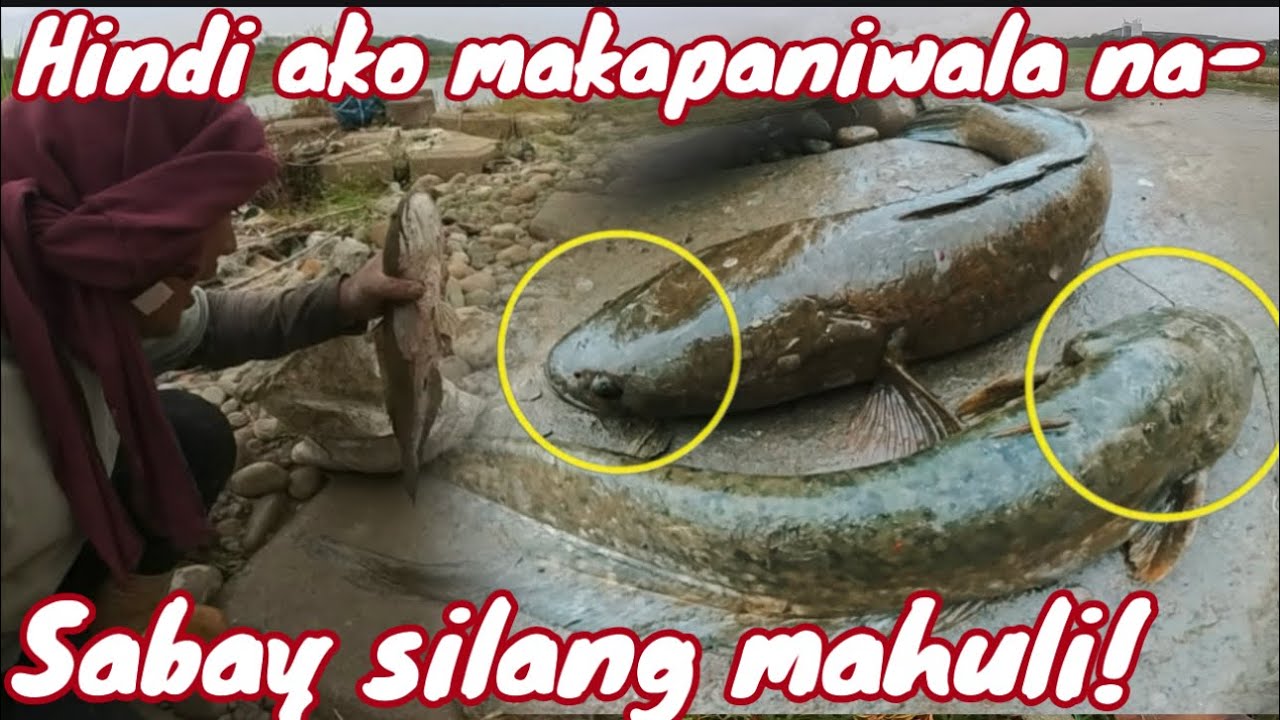 Halimaw na dalag at hito walang ligtas saaking lambat